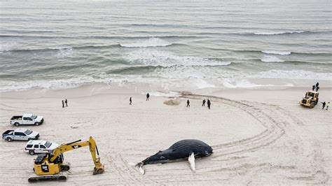 whales dead on east coast